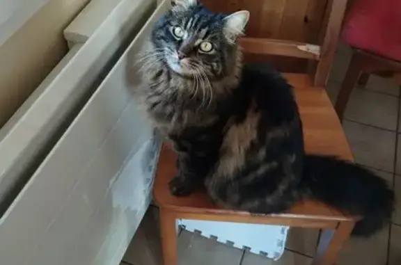 Animaux perdus Bourg-Blanc, photo: Tigrou, chat tabby perdu à Bourg-Blanc