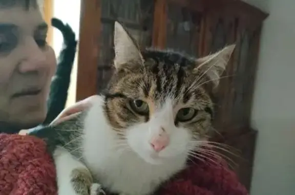 Animaux trouvés , photo: Chat tigré-blanc trouvé à Plessé