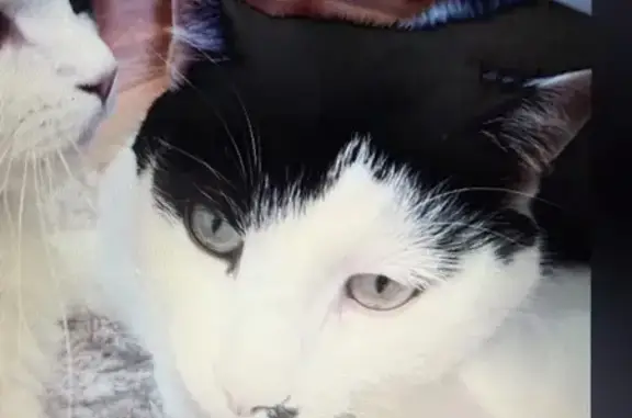 Chat mâle 16 ans perdu, Roche-la-Molière - photo