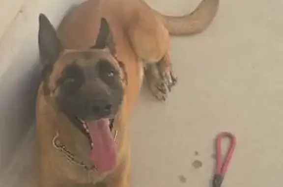 Perro encontrado , foto: Perro Encontrado en Albergue de Torrevieja