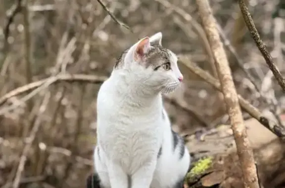 Animaux perdus Cognin, photo: Chat perdu, Rue des Criquets, Cognin