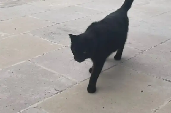 Chat trouvé Toulouse, photo: Chat noir mince trouvé, sociable, Toulouse