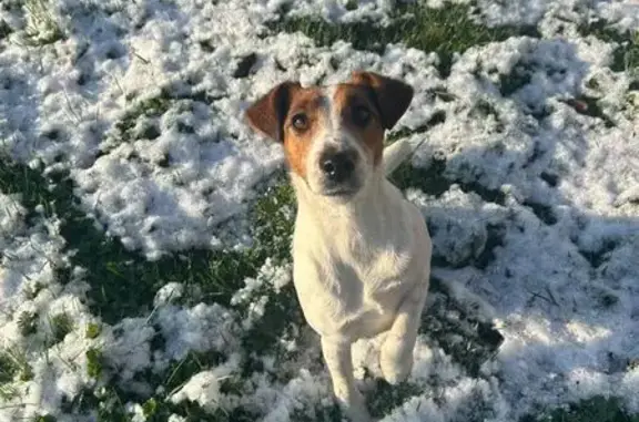 Animaux perdus , photo: Fox terrier perdue à Morannes, harnais rose