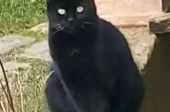 Animaux perdus Nevers, photo: Chat noir Elfie perdu à Nevers