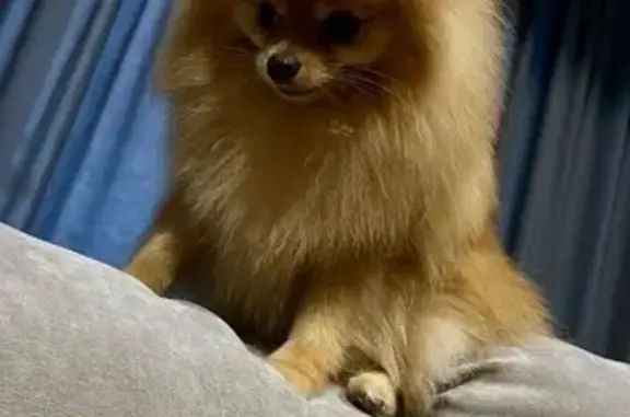 Perros perdidos, , foto: Pomerania Amarilla Perdida en Los Toros