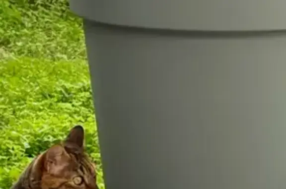 Chat perdu à Ajaccio : pattes et cou blancs - photo