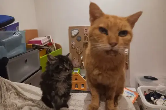 Chat âgé malade perdu à Brétigny-sur-Orge - photo