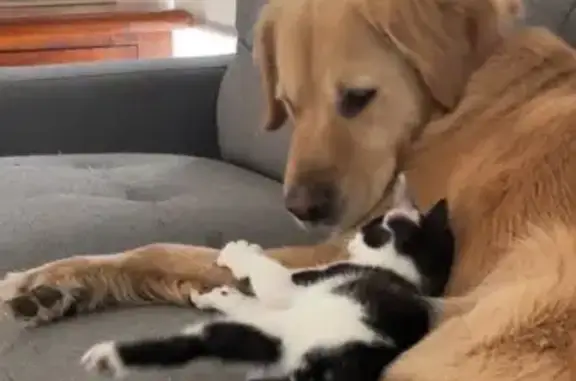 Missing dog , photo: Lost Golden Retriever: Seen Meadow Heights