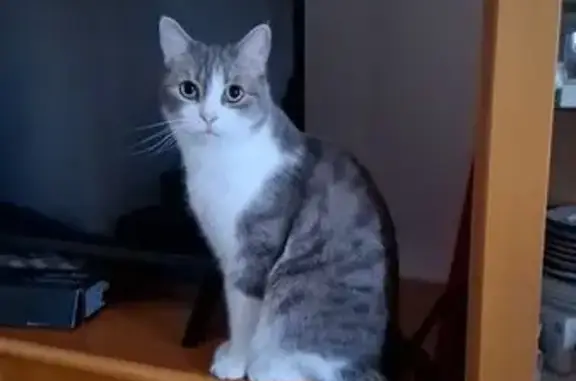 Chat européen perdu, gris/blanc, peureux - photo