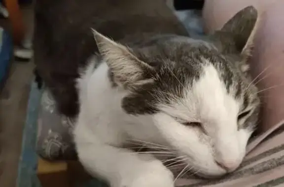 Lost: Friendly Toothless Cat in Chesterville