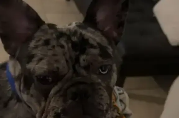 Lost Merle Dog: Blue Harness, Glendale