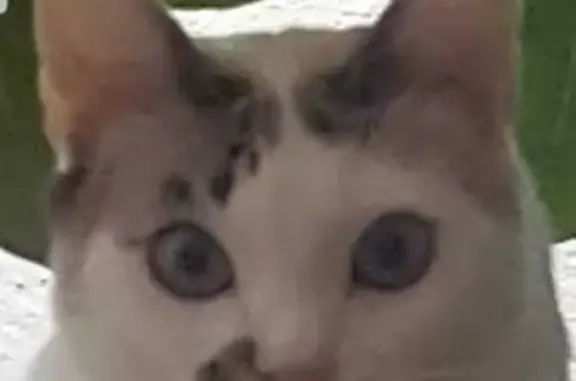 Gatos perdidos, , foto: Gato Perdido: Blanco con Manchas Café