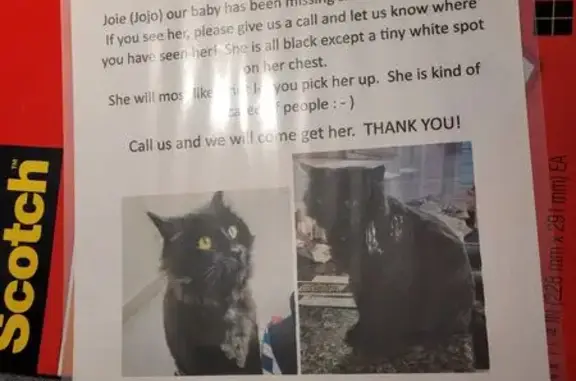 Lost Black Mancoon Cat in San Jose