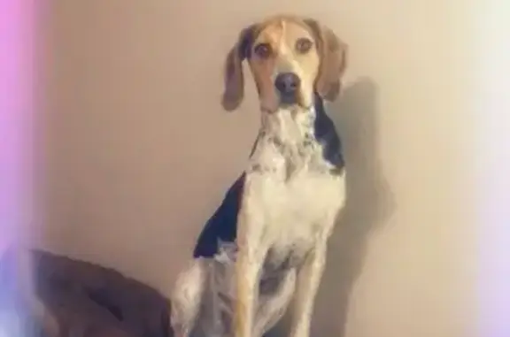 Lost Bluetick Coonhound in Loveland
