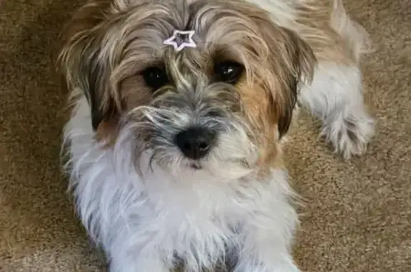 Lost Jack Russell Terrier in Dagsboro