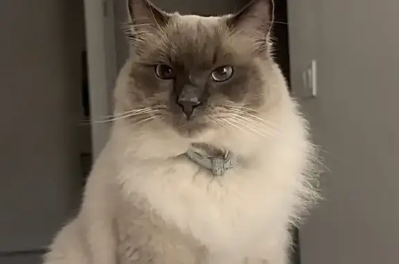 Lost and found pets Tustin, photo: Lost Ragdoll Cat in Tustin: Help Find!