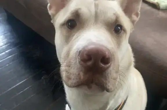 Lost Dog: Friendly Golden & White Pup