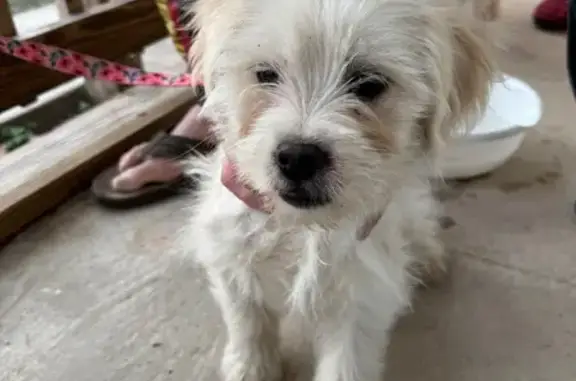 Found: Light Blonde Dog & Pup in Celina - photo