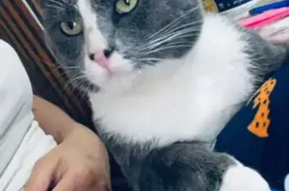 Lost Cat: Friendly Gray & White, Upper Darby