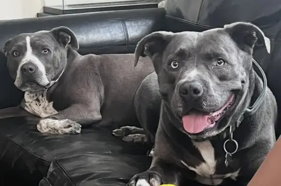 Lost Pitt-Husky Mixes in Eagle Mountain