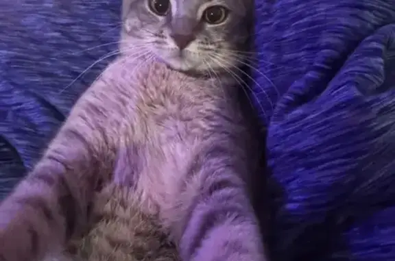 Lost and found pets , photo: Lost Cat: Grey w/ Purple Collar @ 1414