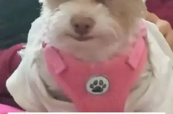 Lost Dog: White Shirt & Pink Chest, KC