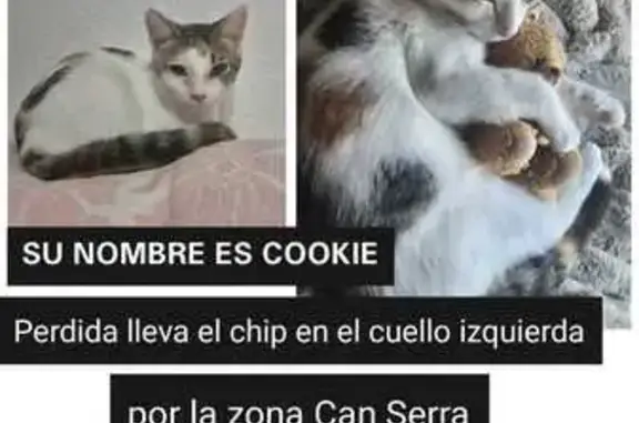 Gata Blanca con Manchas Perdida en L'Hospitalet
