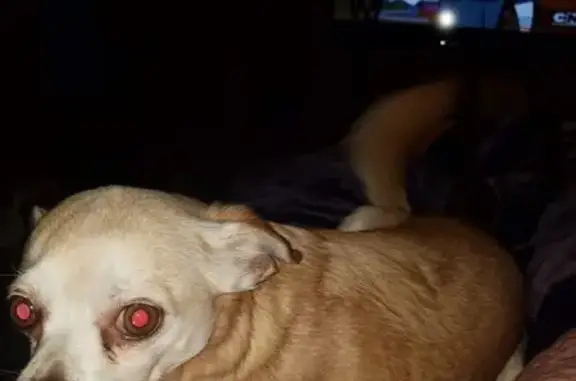 Missing dog Anderson, photo: Help Find Snooky: Elderly Chihuahua Lost