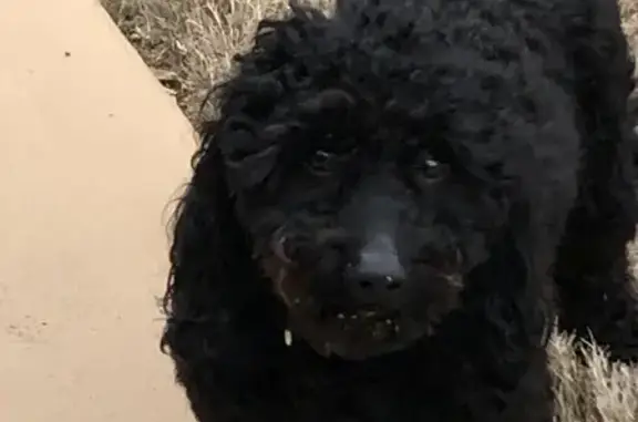 Found dog Riverdale, photo: Friendly Black Dog Found on Abington Dr