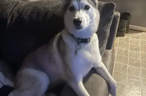 Missing Dog: Unique Eyes, Skull Collar