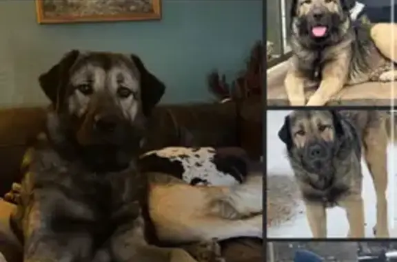 Friendly Lost Dog: Black & Tan, FM 557