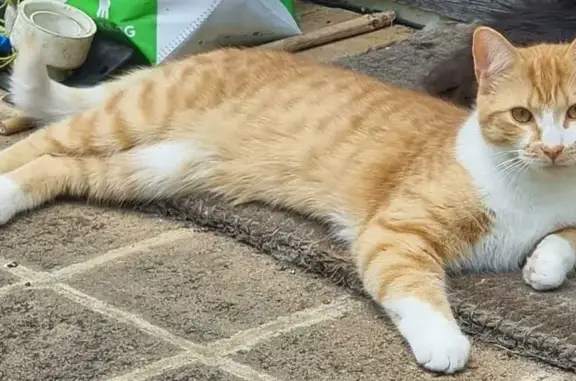 Help Find Dorito: Missing Ginger Cat
