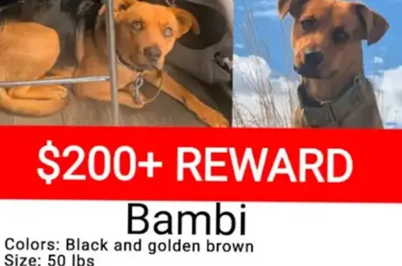 Help Find Bambi: Stolen in Slab City