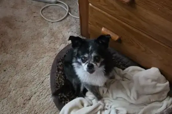 Lost 16-Year-Old Chihuahua: Kiwi Missing