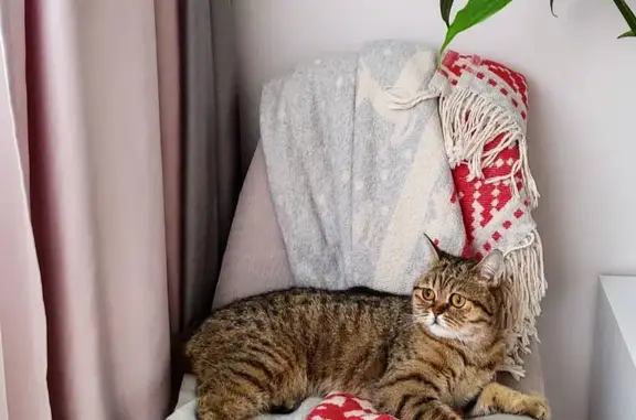 Зникла шотландська кішка: винагорода!