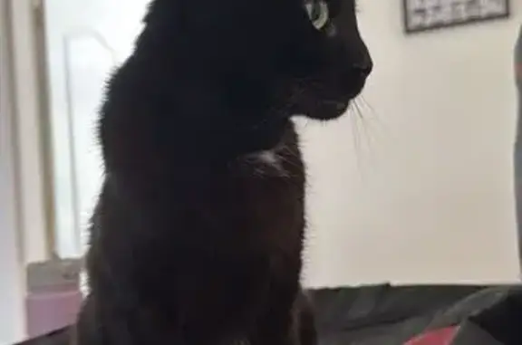 Missing cat Singapore, photo: Lost Cat: Dyna - Shy, 11 Yrs, Sunset Way