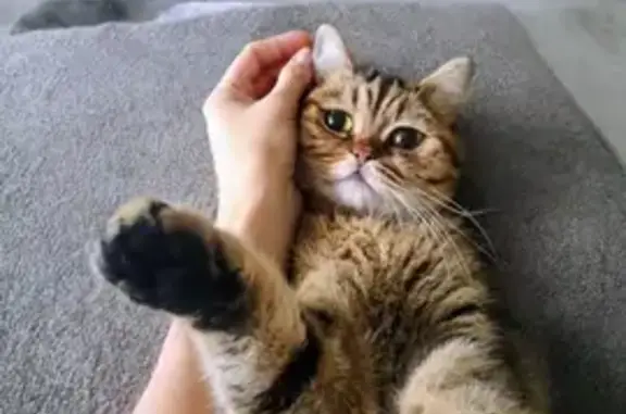 Зникла шотландська кішка Буся - винагорода!