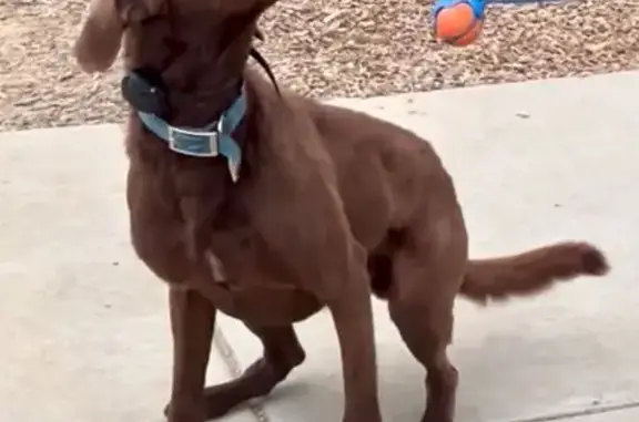 Lost and found pets Vallejo, photo: Missing Dog Zuma: Help Us Find Him!