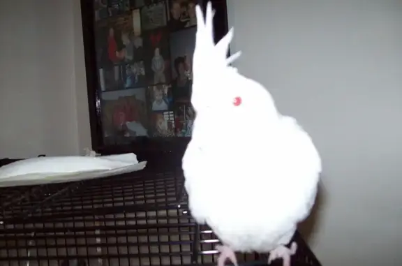 Lost Albino Cockatiel on River Rd, 6A