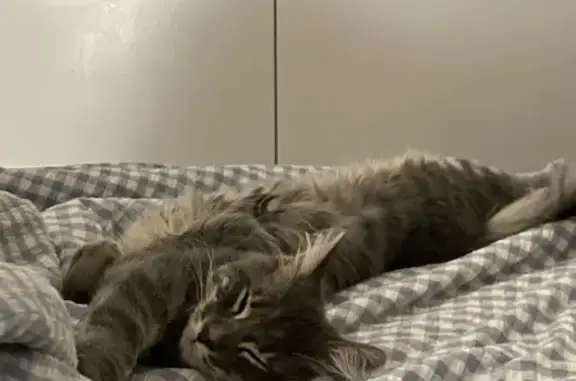 Grey tabby coat over her back, bright white under belly and under tail, orange eyes