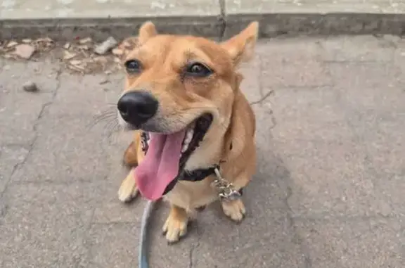Found: Friendly Dog in Fulham...