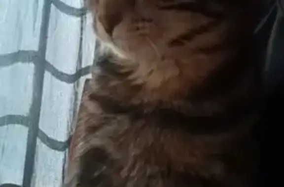 Chat perdu, , photo: Chat tigré perdu, câlin et sociable