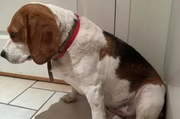 Animaux trouvés Maclas, photo: Beagle trouvé avec deux colliers à Maclas