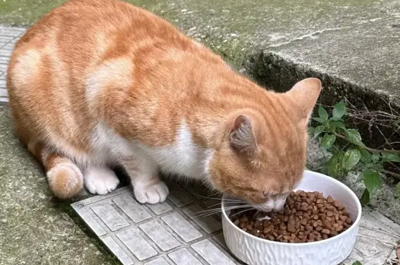 Animaux trouvés Chavanay, photo: Chat sociable trouvé, très gourmand, Chavanay