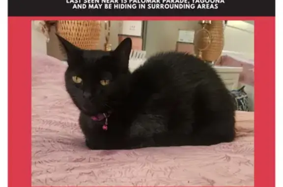 Lost Black Cat: Timid, Microchipped, Hume Hwy