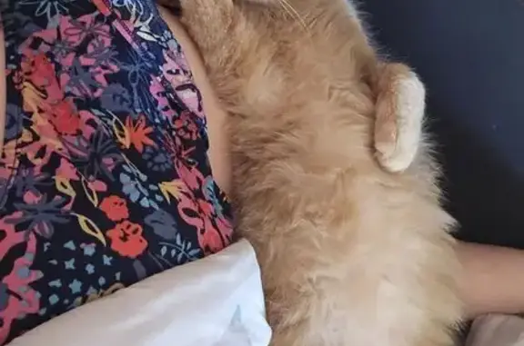 Chat roux disparu à Fontet : contactez-moi - photo