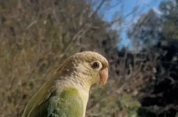 Animaux perdus Montpellier, photo: Kiwi, oiseau sociable perdu à Montpellier
