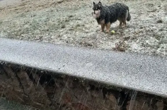 Chien Finoise perdu à Échandelys - photo