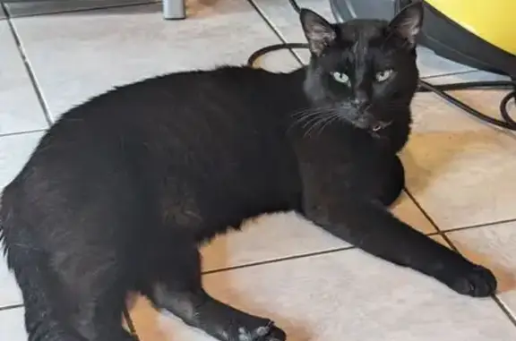 Chat perdu à Berck : Blacko, 11 ans, craintif - photo