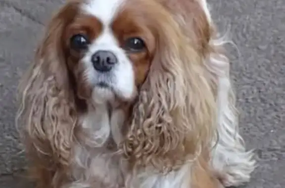 Animaux perdus , photo: Chien perdu Cavalier King Charles, Geloux